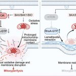 inflammation-and-metab-1