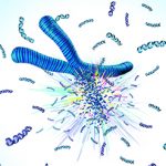issue23chromosomes