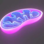 mitochondria-1 (1)