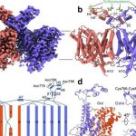 ucla-study-uncovers-ho