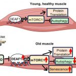 duke-nus-scientists-un