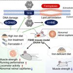 iron-supplementation-i