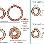 researchers-uncover-po-1 (1)