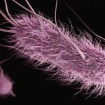 scientists_discover_how_e._coli_bacteria_beats_antibiotics_in_the_gut_-_university_of_southampton