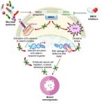how-bacteria-may-promo