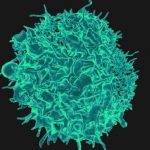 killer-t-cells