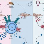 sex-hormones-linked-to