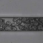 stiff-cells-provide-ne