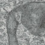 targeting-sting-pathwa