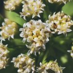 Butterbur_HEADER