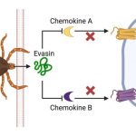 can-the-canny-tick-hel