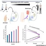 herpes-virus-fluidizes