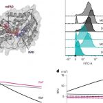 how-vitamin-b2-could-p