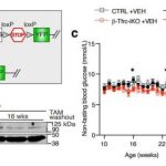iron-deficiency-blocks