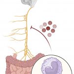 the-gut-can-drive-age-1