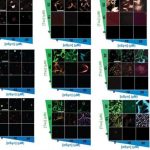 tubulin-prevents-toxic