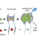 wnt-signaling-drives-s-1