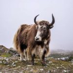 yak