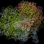 Molecular Model of Ribosome