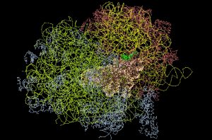 Molecular Model of Ribosome