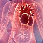 Human-Heart-Anatomy-Scientific-Breakthrough