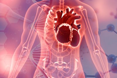 Human-Heart-Anatomy-Scientific-Breakthrough