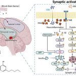 cbd-found-to-reverse-b