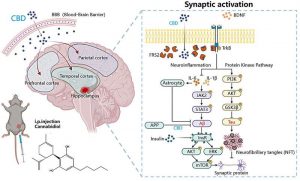 cbd-found-to-reverse-b