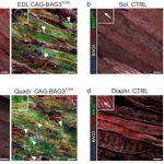 impaired-cell-recyclin-1