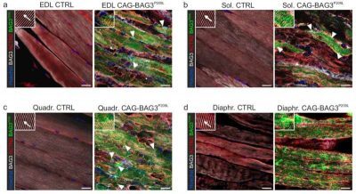 impaired-cell-recyclin-1