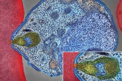 monoclonal-antibody-pr