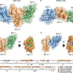 new-insights-into-alle