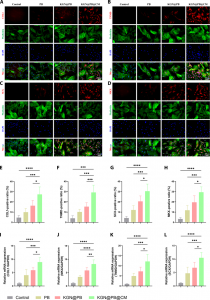 KGNPBCM-promotes-tenogenic-differentiation-of-TDSCs-invitro-A-Representative