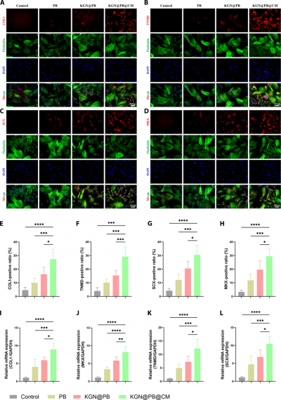 KGNPBCM-promotes-tenogenic-differentiation-of-TDSCs-invitro-A-Representative