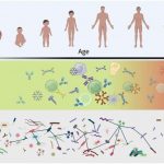 an-aging-immune-system