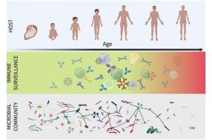 an-aging-immune-system