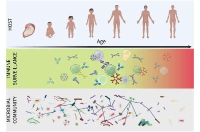an-aging-immune-system