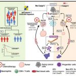 chemotherapy-may-influ