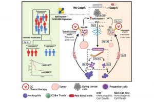 chemotherapy-may-influ