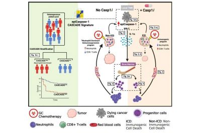 chemotherapy-may-influ