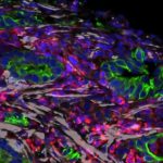 from-salk-institute-di (1)