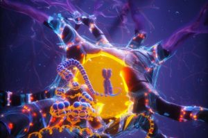 longevity-linked-apoe2