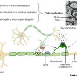myelin-a-new-brain-reg
