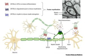 myelin-a-new-brain-reg