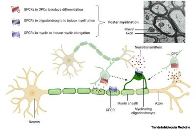 myelin-a-new-brain-reg