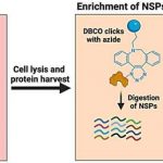 novel-combination-ther-1
