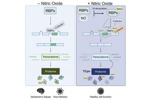 researchers-discover-n-9