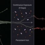 does-iron-accumulation