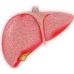 fatty-liver