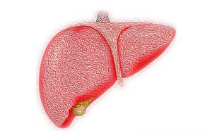 fatty-liver